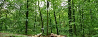 bain de forêt adaptés