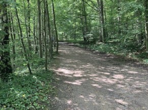 Promenade en forêt
