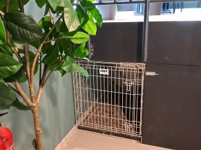 Cage d'attente pour chien guide ou d'assistance